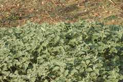 Chrozophora rottleri